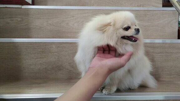 宠物主人试着玩轻拍和触摸可爱的白色博美犬的头部同时微笑着和主人握手击掌