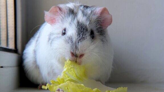 4k灰白色豚鼠在家咀嚼绿色沙拉叶-动物食物和家养宠物概念