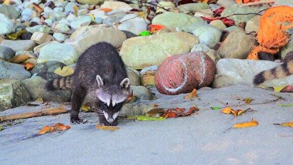 3只浣熊在海滩上寻找食物