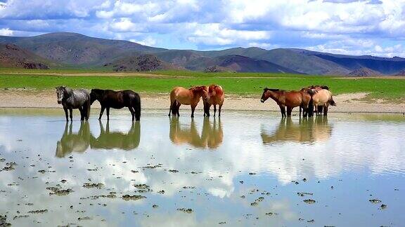 蒙古马在辽阔的蒙古草原上