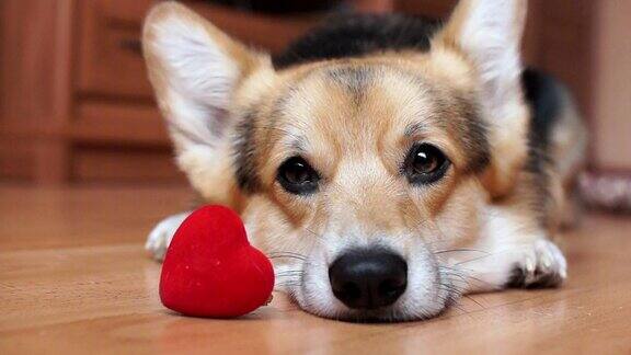 一只可爱可爱的狗有一颗红心祝贺情人节所有情人节