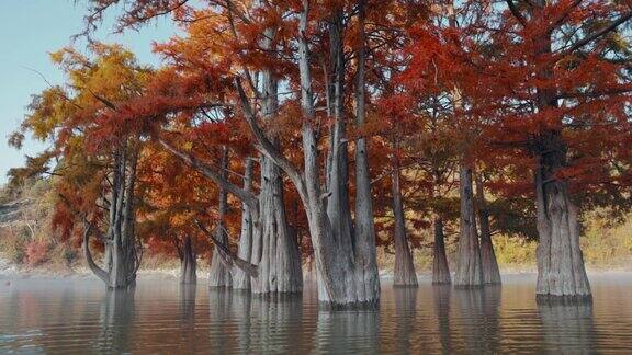 秋天的沼泽湖中的柏树在佛罗里达水里的树有红色的针叶