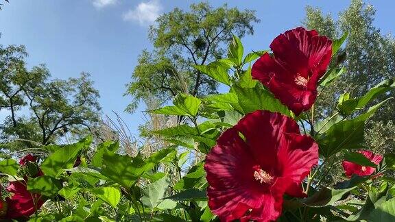 红色的芙蓉花美丽的观赏花园热带植物对蓝色阳光明媚的天空鲜红的玫瑰锦葵花瓣在绿色的叶子在夏天的花园