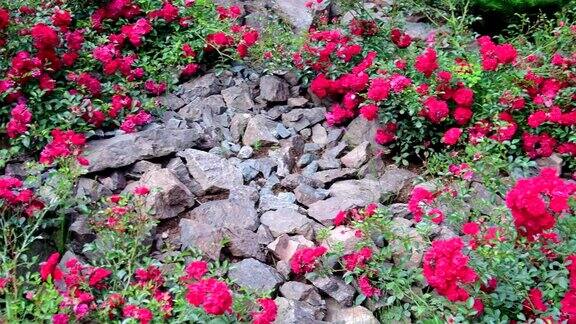 岩石花园里的玫瑰全景假山与玫瑰