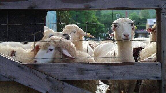 一群好奇的绵羊在围栏后面看着摄像机