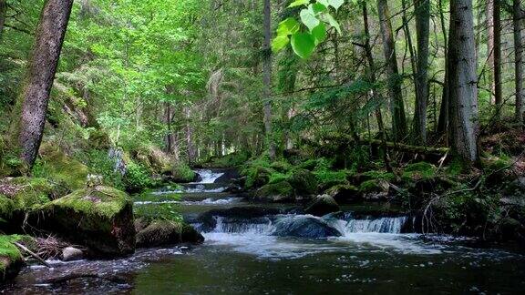 春天森林里的瀑布溪流