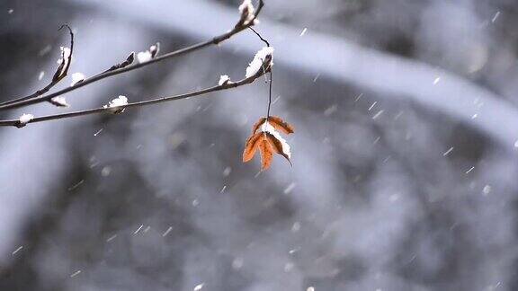 在阳光下树枝上有一片干燥的叶子和飞翔的闪闪发光的雪花