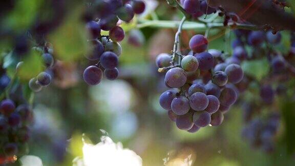 一串串紫罗兰葡萄挂在树枝上迎风摇曳慢动作镜头