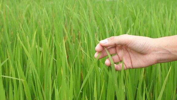 女子用手触摸稻田里的稻谷