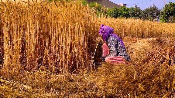 妇女用镰刀收割小麦