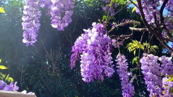 阳光下的紫藤