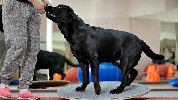 训练有素的拉布拉多犬在训练台上保持平衡