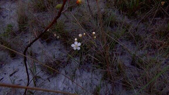 巴西热带草原上的白色野花