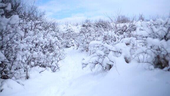 下雪的森林小径