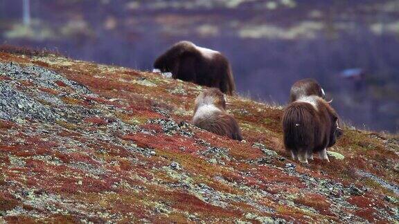 风景与麝牛在Dovrefjell-挪威