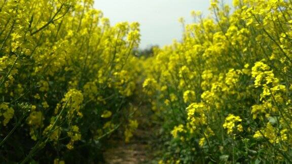 田野上美丽的春天金色的花油菜籽近距离模糊的背景油菜油菜