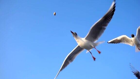 鸟类动物海鸥在天空中飞翔