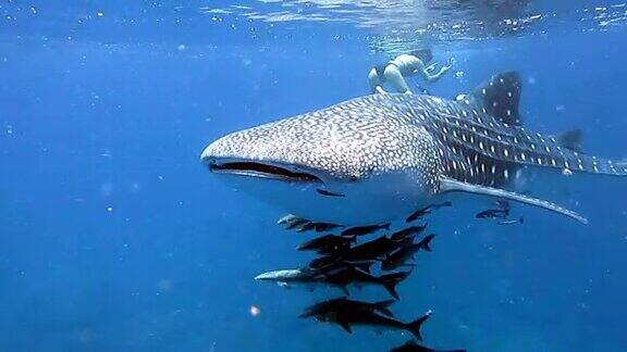 濒临绝种的远洋鲸鲨(犀牛类)与军曹鱼和人类一起游泳这是动物原始本能行为的完美展示一种共生关系确保了它们作为一个物种的成功和生存