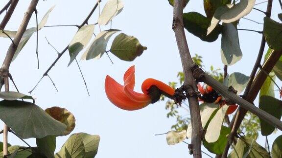 红橙色的帕拉沙花蕾和叶子挂在树上蜜蜂正在从橘红色的巴拉什花中采蜜