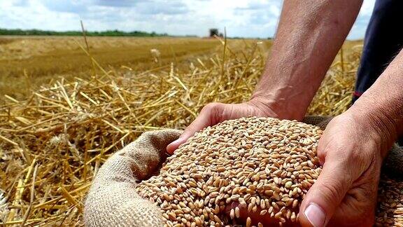 小麦收成