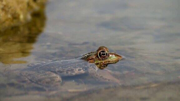 青蛙在浅水中侧视