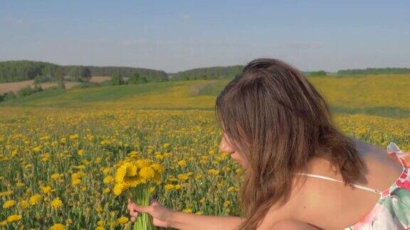 摘花的女人在盛开的田野里采集黄色的蒲公英