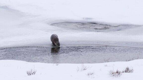 冬季拍摄的黄石公园里两只水獭跳入池塘