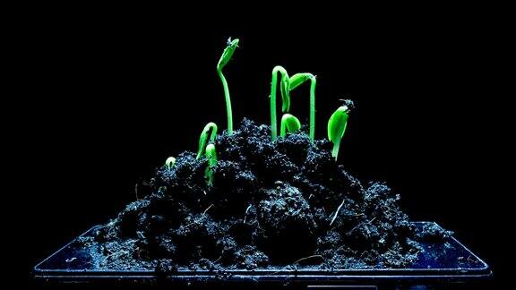 手机上的幼苗生长时间