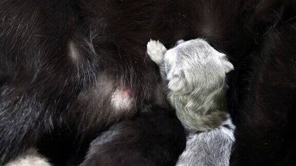 刚出生的小猫与母亲睡觉和哺乳-奶头战斗