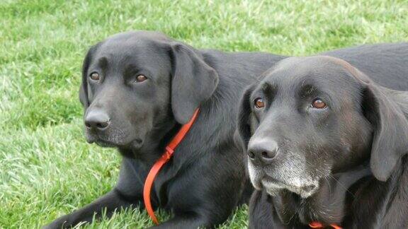 两只又大又老的黑色拉布拉多犬躺在绿色的草地上