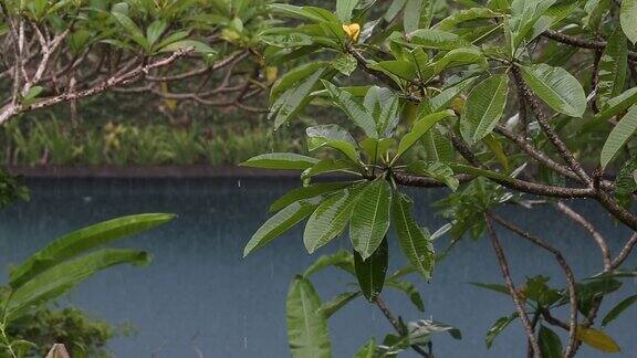 在印度尼西亚夏日的雨水落在带有热带树木的游泳池上