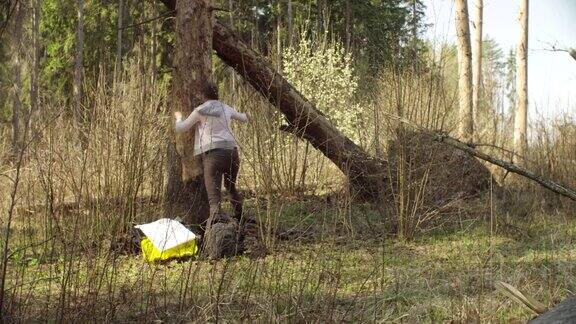 生态学家在森林中测量对树木的损害