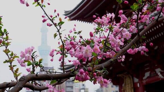 日本东京的樱花树