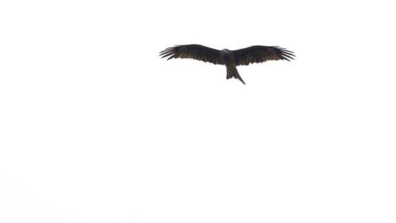 猎鹰飞过天空的慢动作