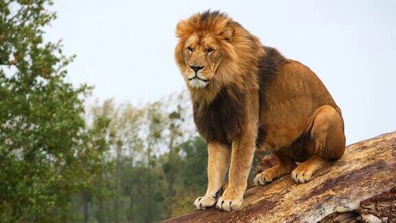 非洲狮黑豹狮子雄性鬃毛在风中实时4K