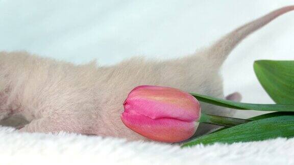 米色缅甸小猫粉红色郁金香