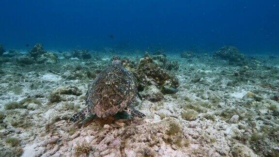 在库拉索岛附近加勒比海的珊瑚礁上的玳瑁海龟
