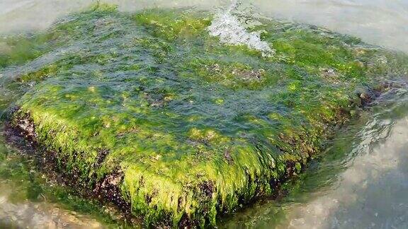 海浪用海藻冲刷石头长满海藻的鹅卵石