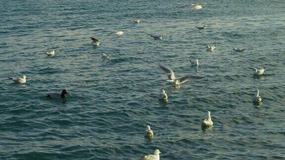 一群鸟在海边漂浮和飞翔