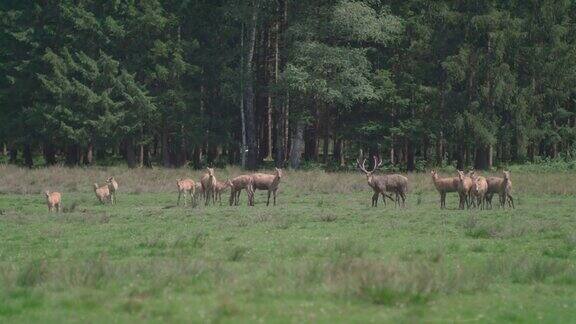 一群在森林前的草地上吃草的大卫鹿