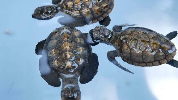 绿海小海龟在池塘中游泳繁殖