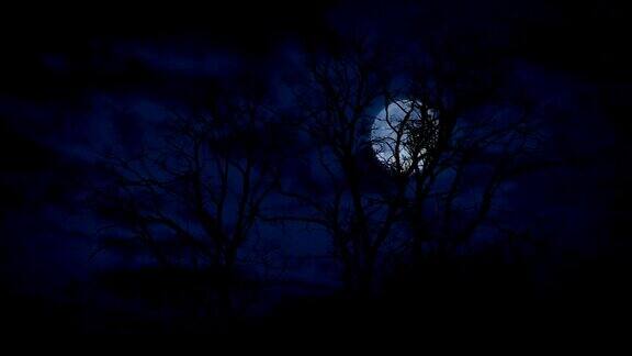 风中的大树夜晚月亮在后面