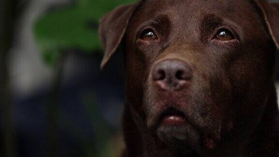 近距离观察家中的棕色拉布拉多寻回犬