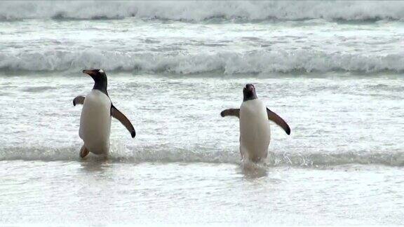 两只企鹅一摇一摆的上岸