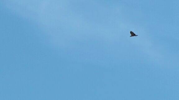 印尼野生动物飞翔的鹰