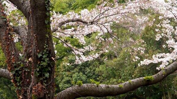 樱花:花瓣在绿色山谷中飞舞