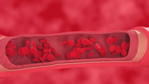 红血球在健康血管内流动动脉横切面图