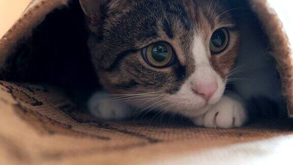 地毯下的猫在玩