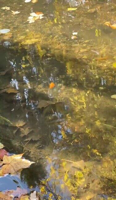 树叶在小溪中漂流它们躺在河底和河岸上