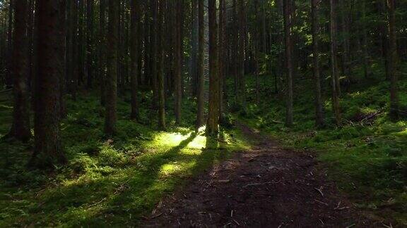 春天的绿色森林壮丽的日出在森林里阳光穿过迷人和强大的树木